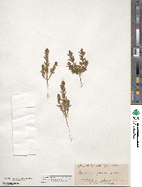 Epilobium campestre image