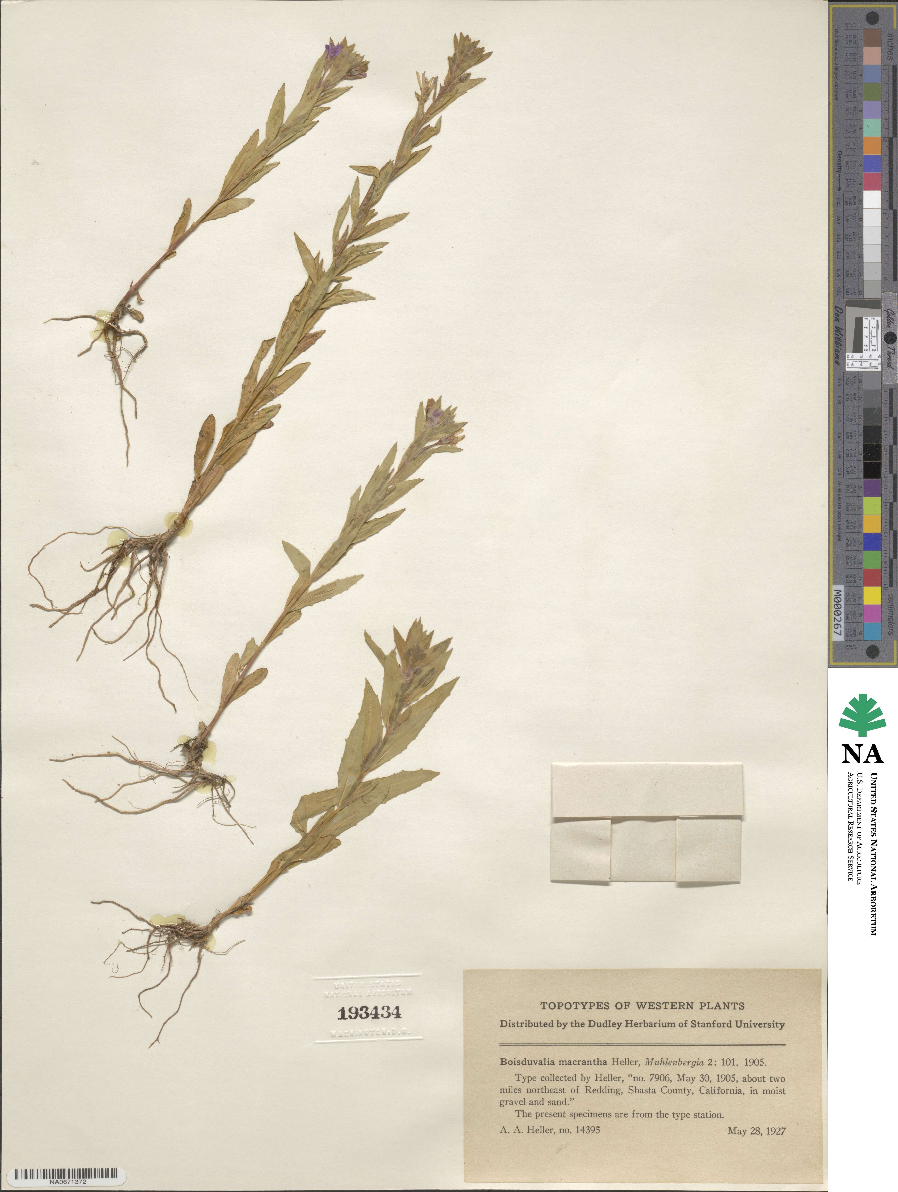 Epilobium pallidum image