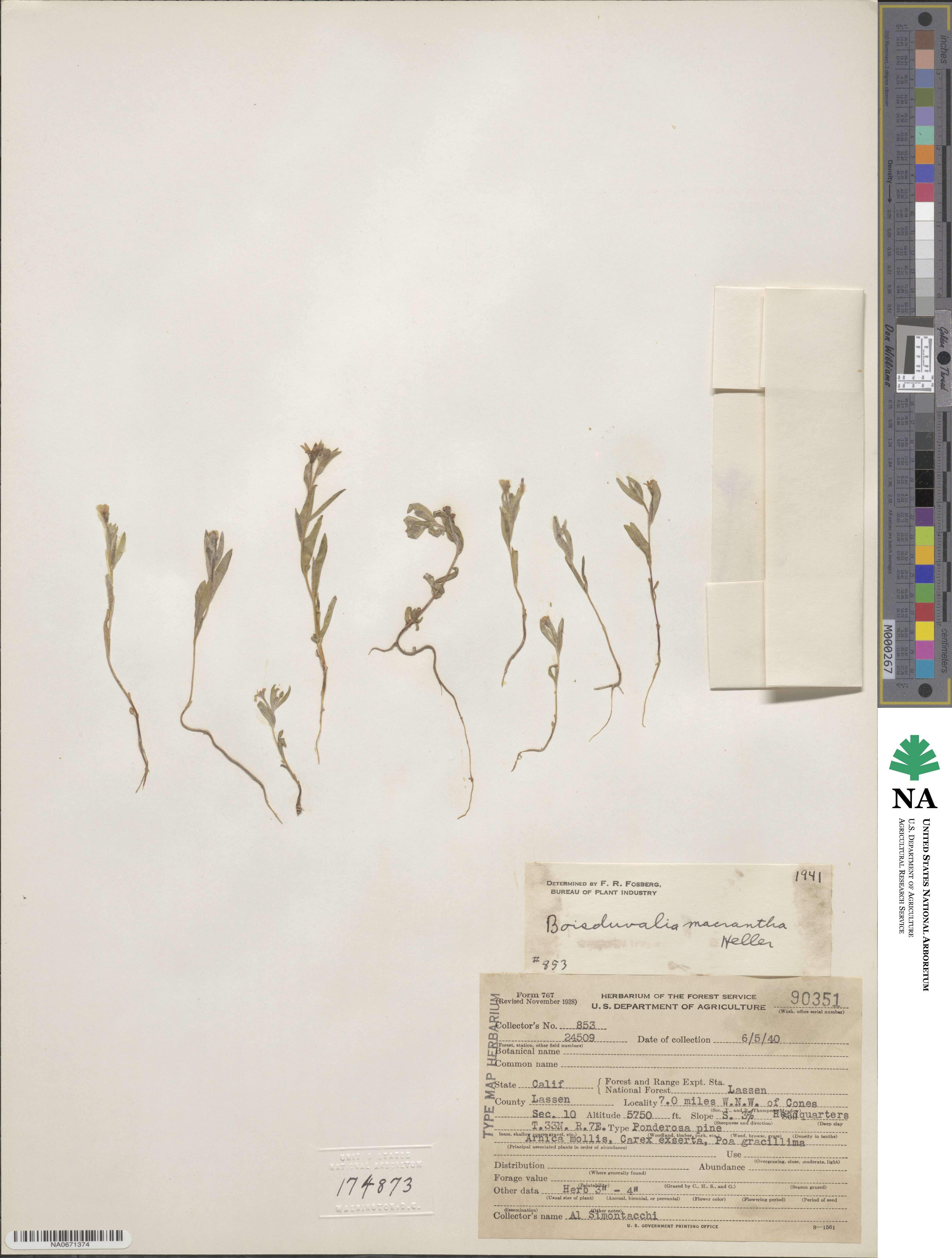 Epilobium pallidum image