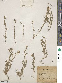 Epilobium densiflorum image