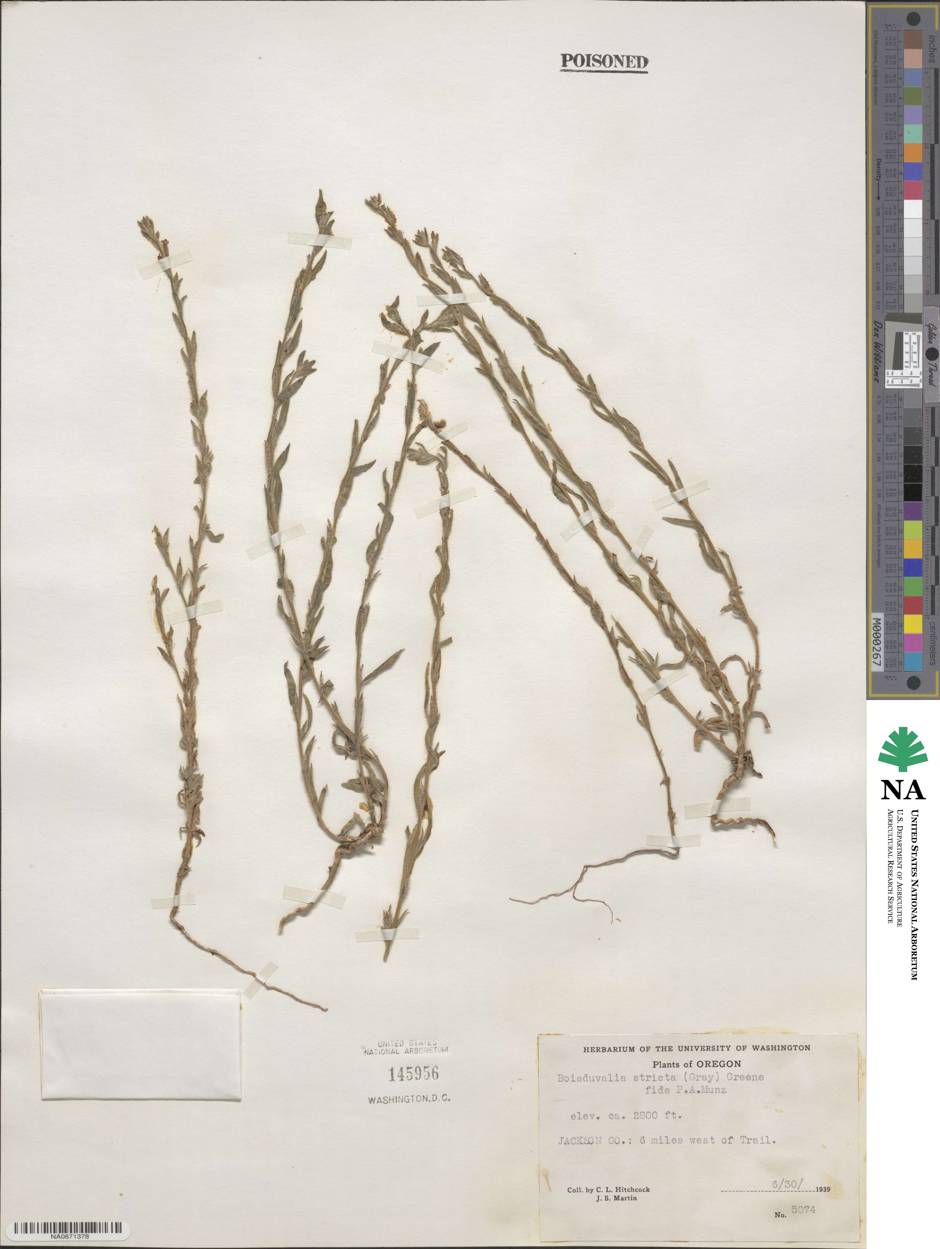 Epilobium torreyi image