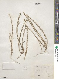 Epilobium torreyi image