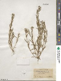 Epilobium torreyi image