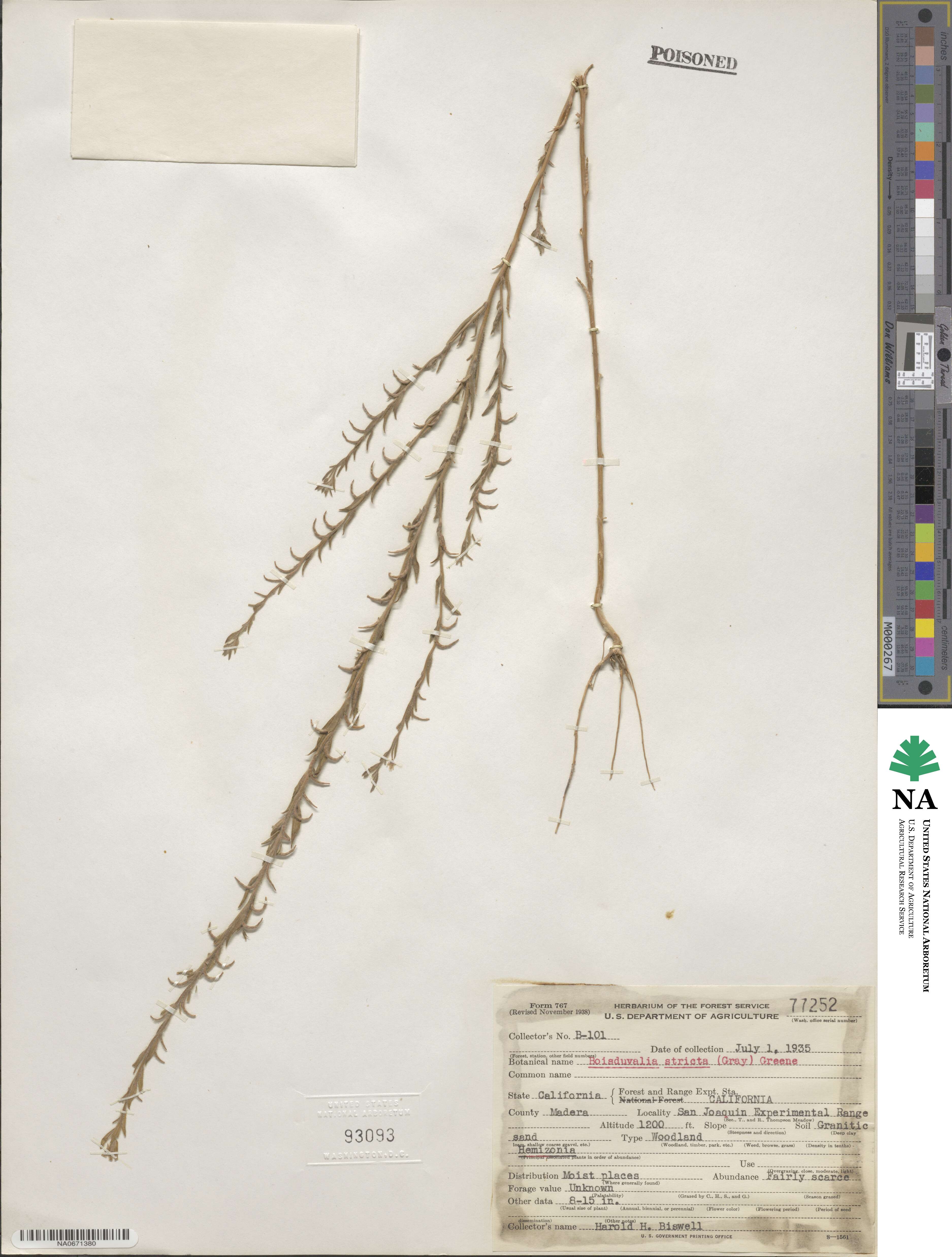 Epilobium torreyi image