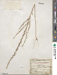 Epilobium torreyi image