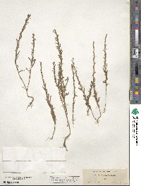 Epilobium torreyi image