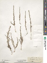 Epilobium torreyi image