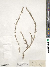 Epilobium torreyi image