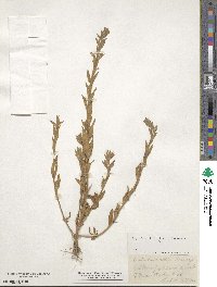 Epilobium torreyi image