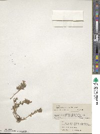 Epilobium subdentatum image