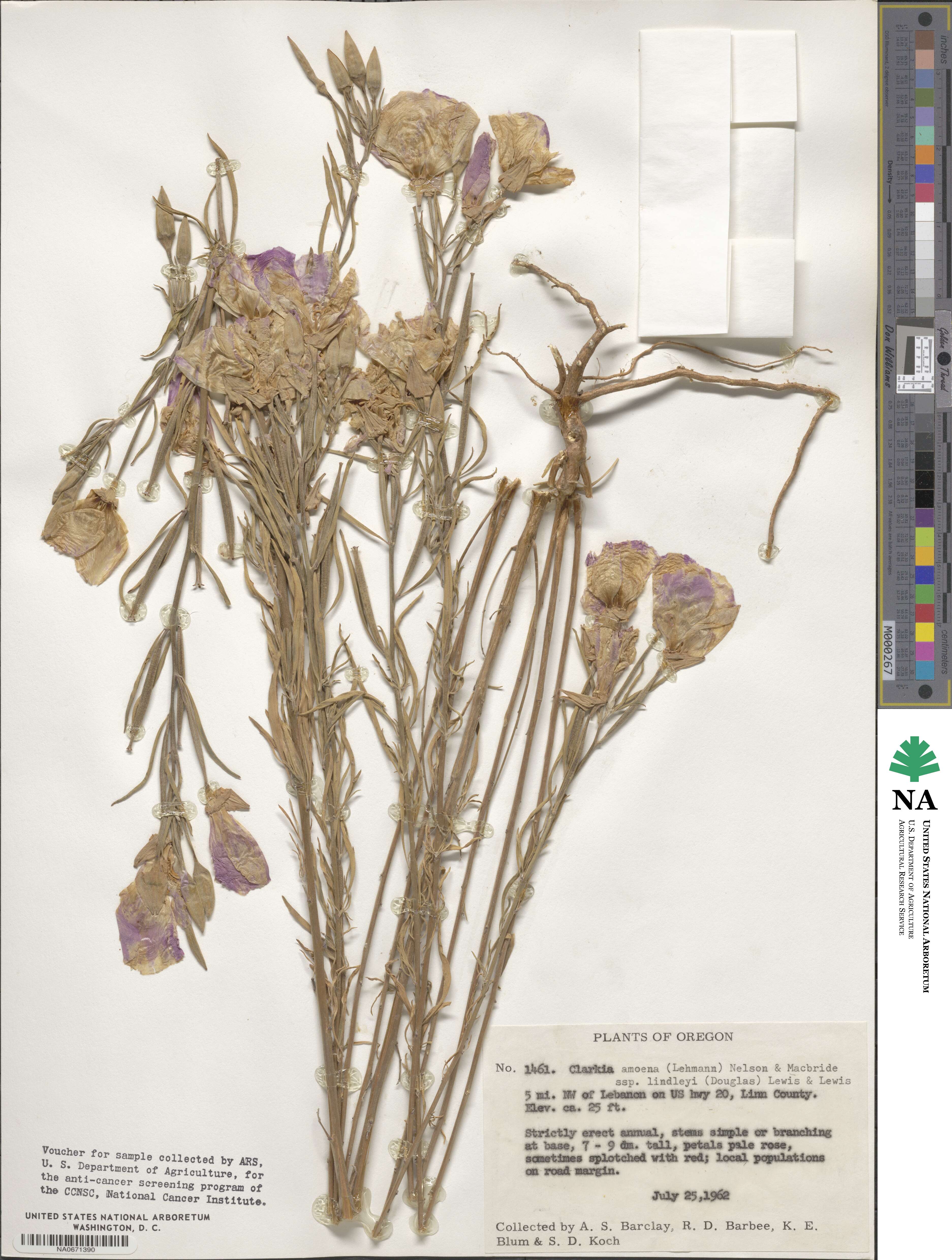 Clarkia amoena subsp. lindleyi image