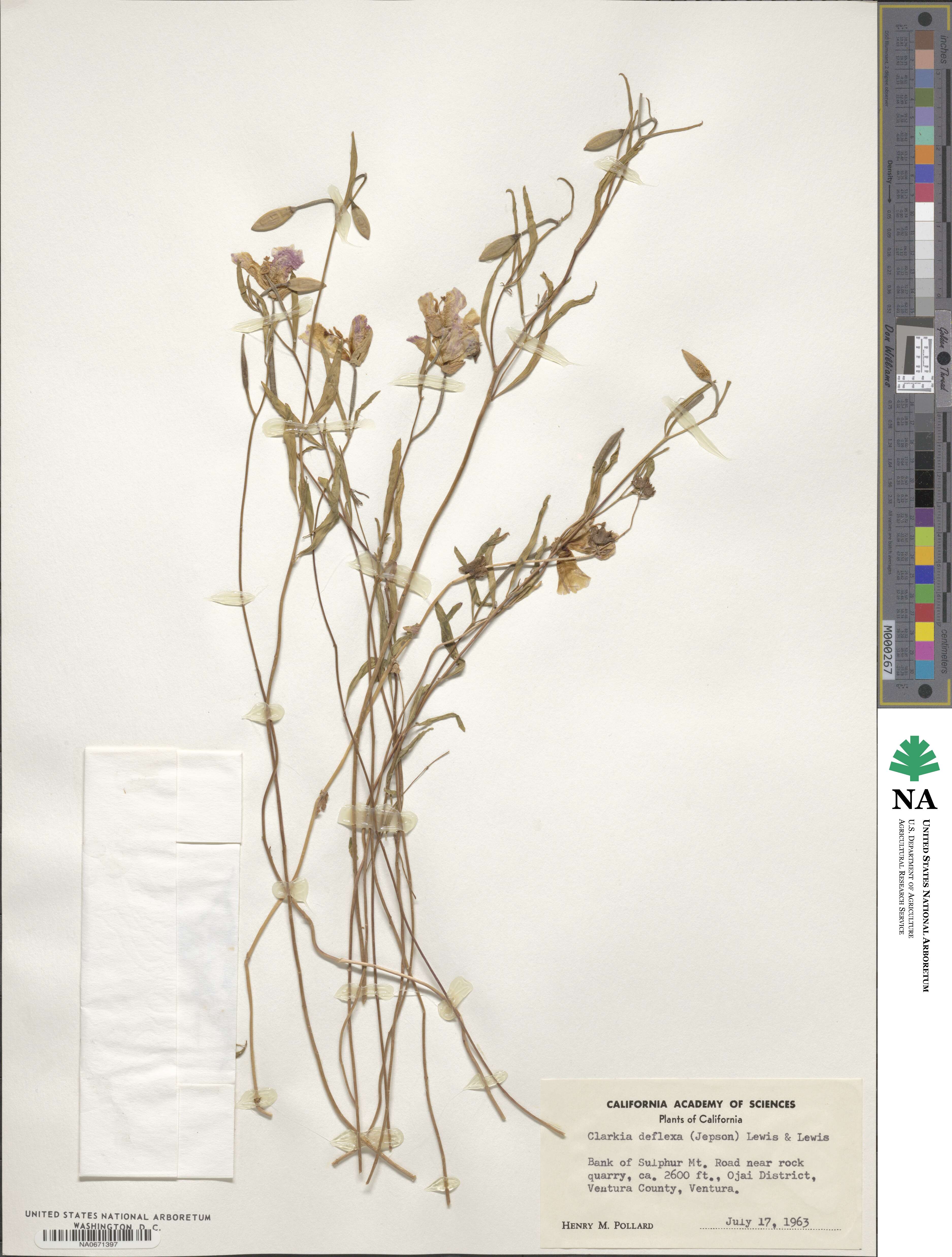 Clarkia bottae image
