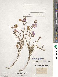 Clarkia dudleyana image