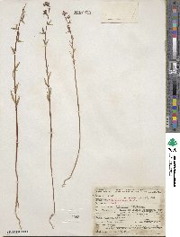 Clarkia unguiculata image