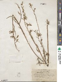 Clarkia unguiculata image