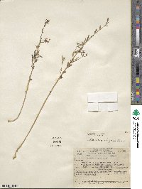 Clarkia unguiculata image