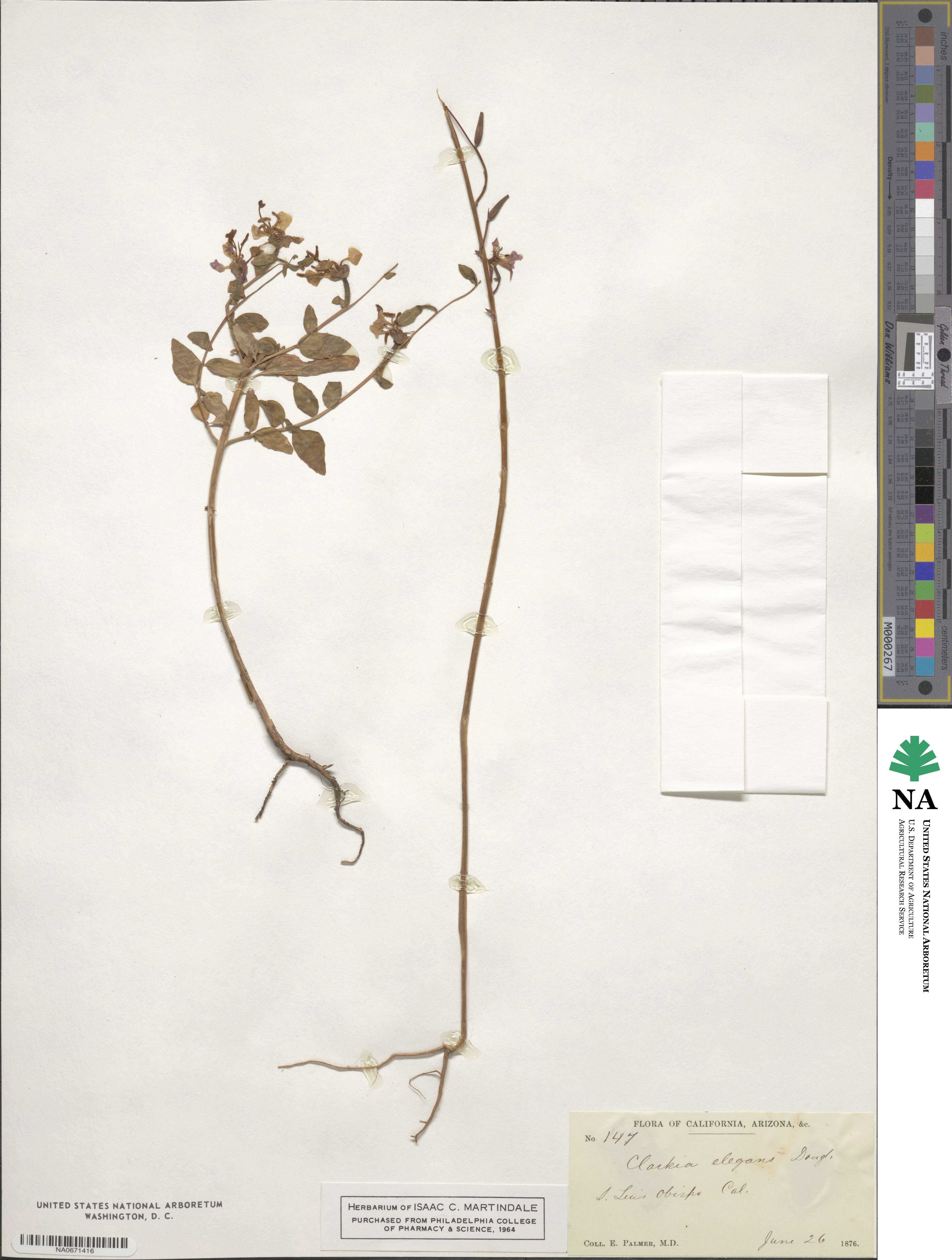 Clarkia unguiculata image