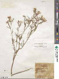 Clarkia pulchella image