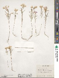 Clarkia pulchella image