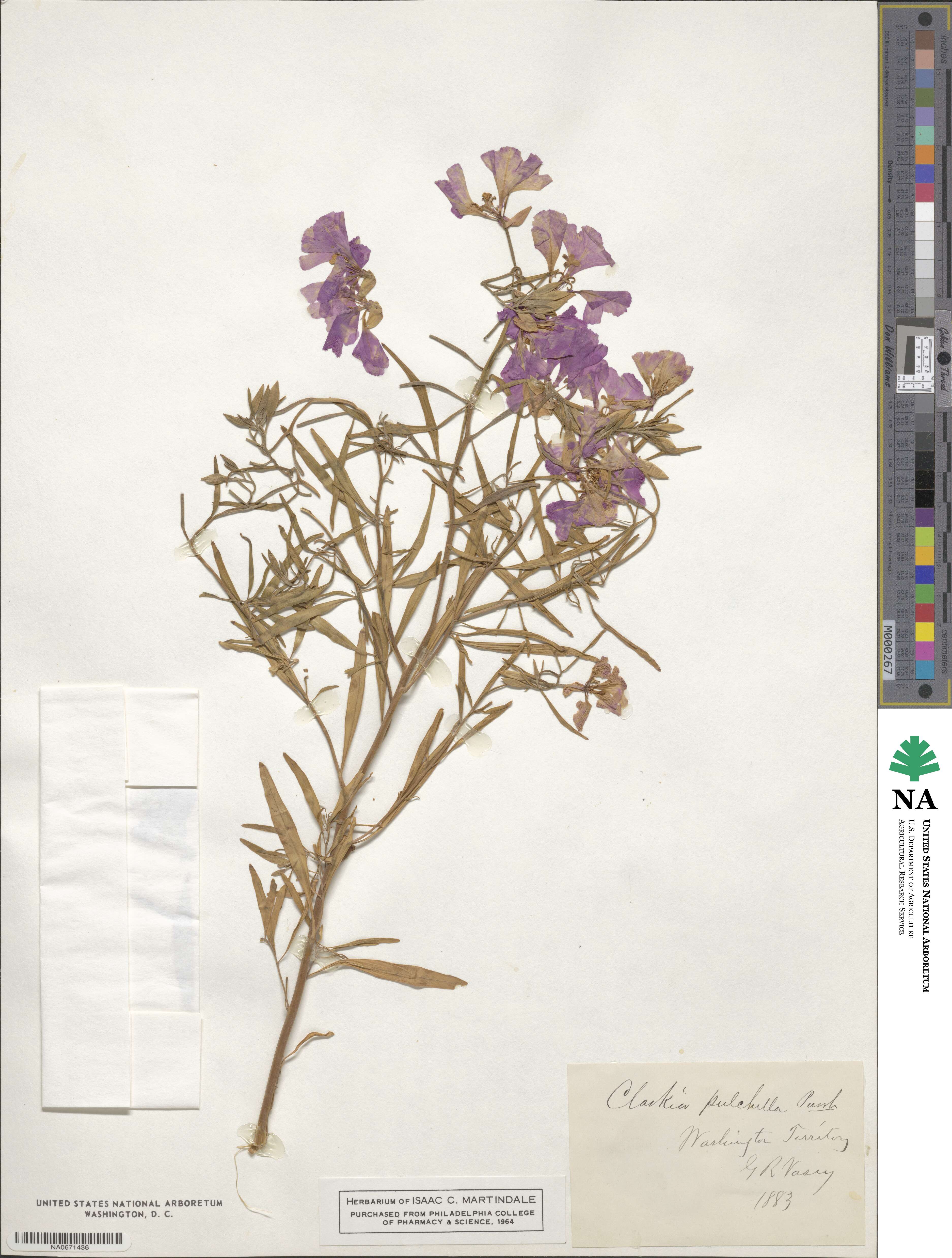 Clarkia pulchella image