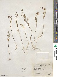 Clarkia rhomboidea image