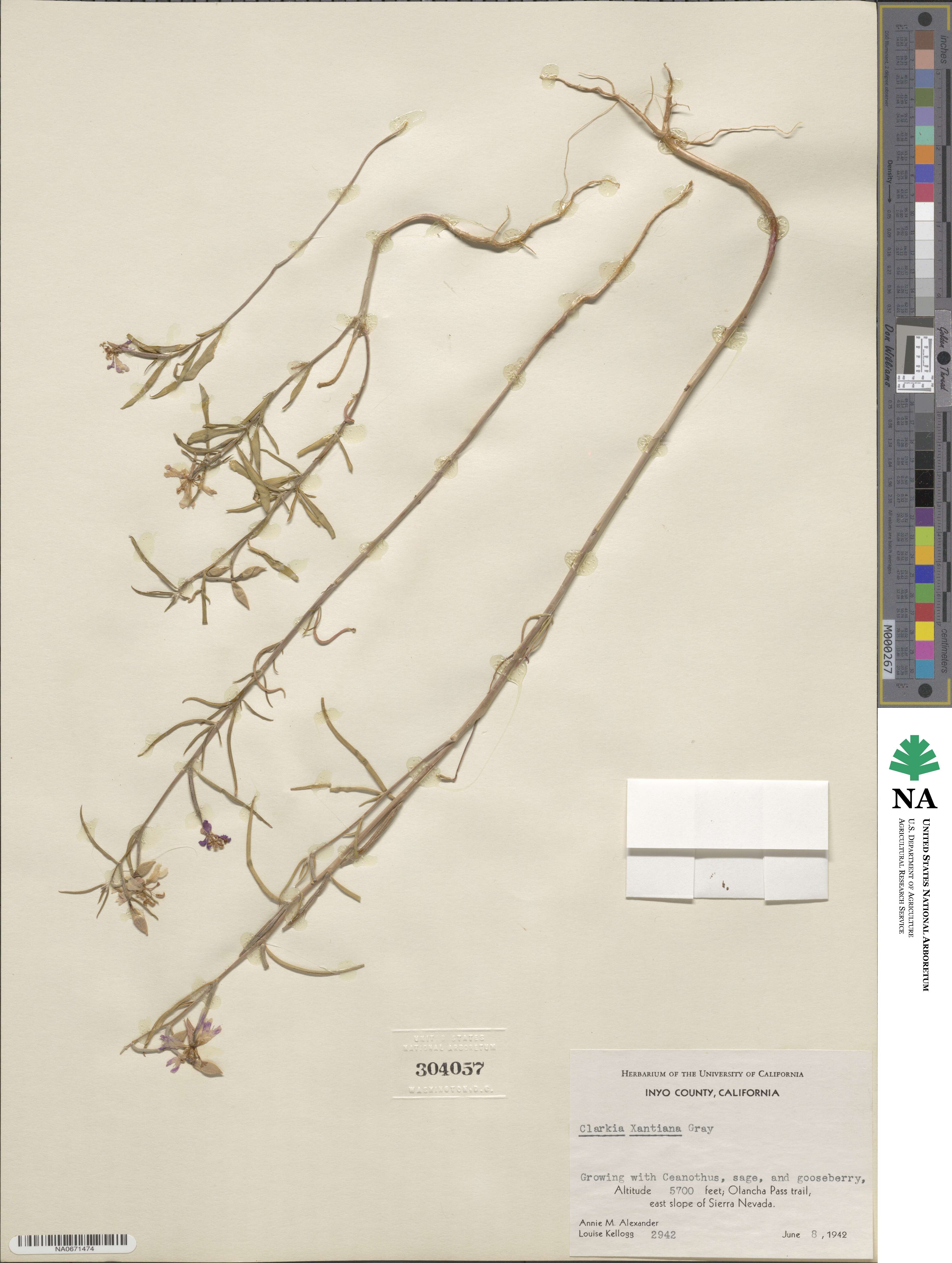 Clarkia xantiana image
