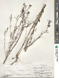 Clarkia tenella image