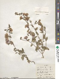 Clarkia unguiculata image