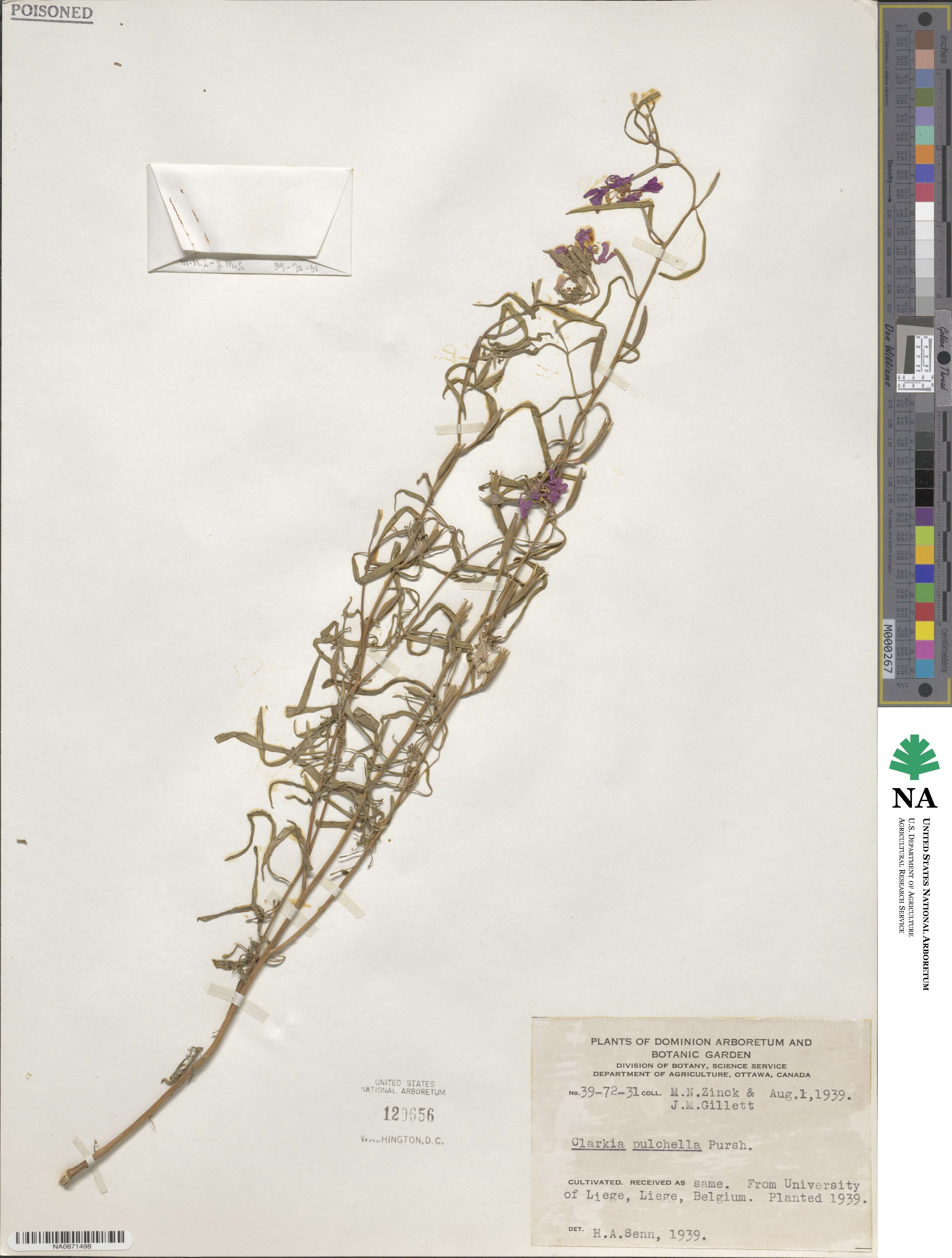 Clarkia pulchella image