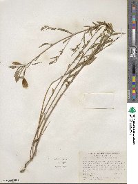 Clarkia amoena subsp. amoena image