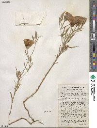 Clarkia amoena subsp. amoena image