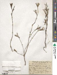 Clarkia amoena subsp. amoena image