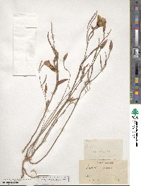 Clarkia amoena subsp. amoena image