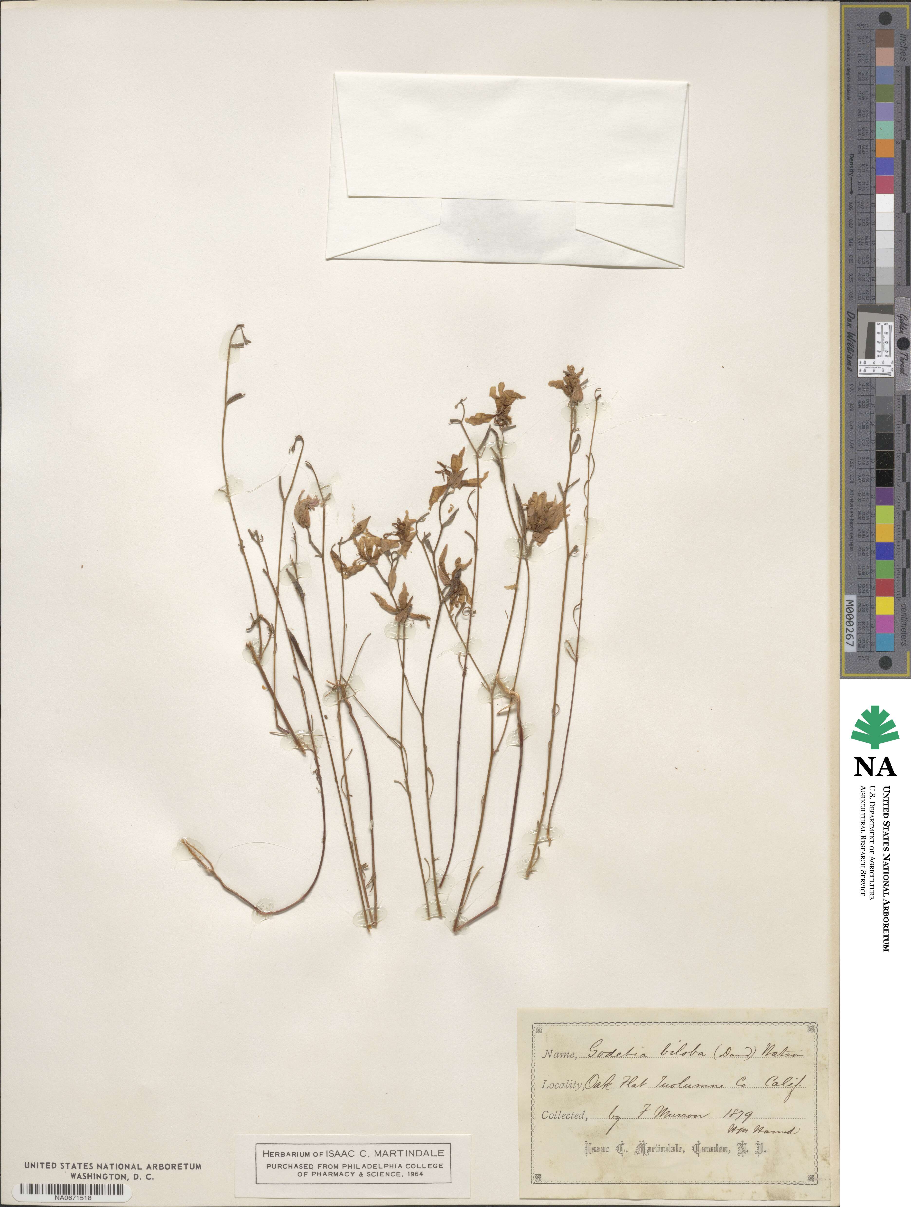 Clarkia biloba image