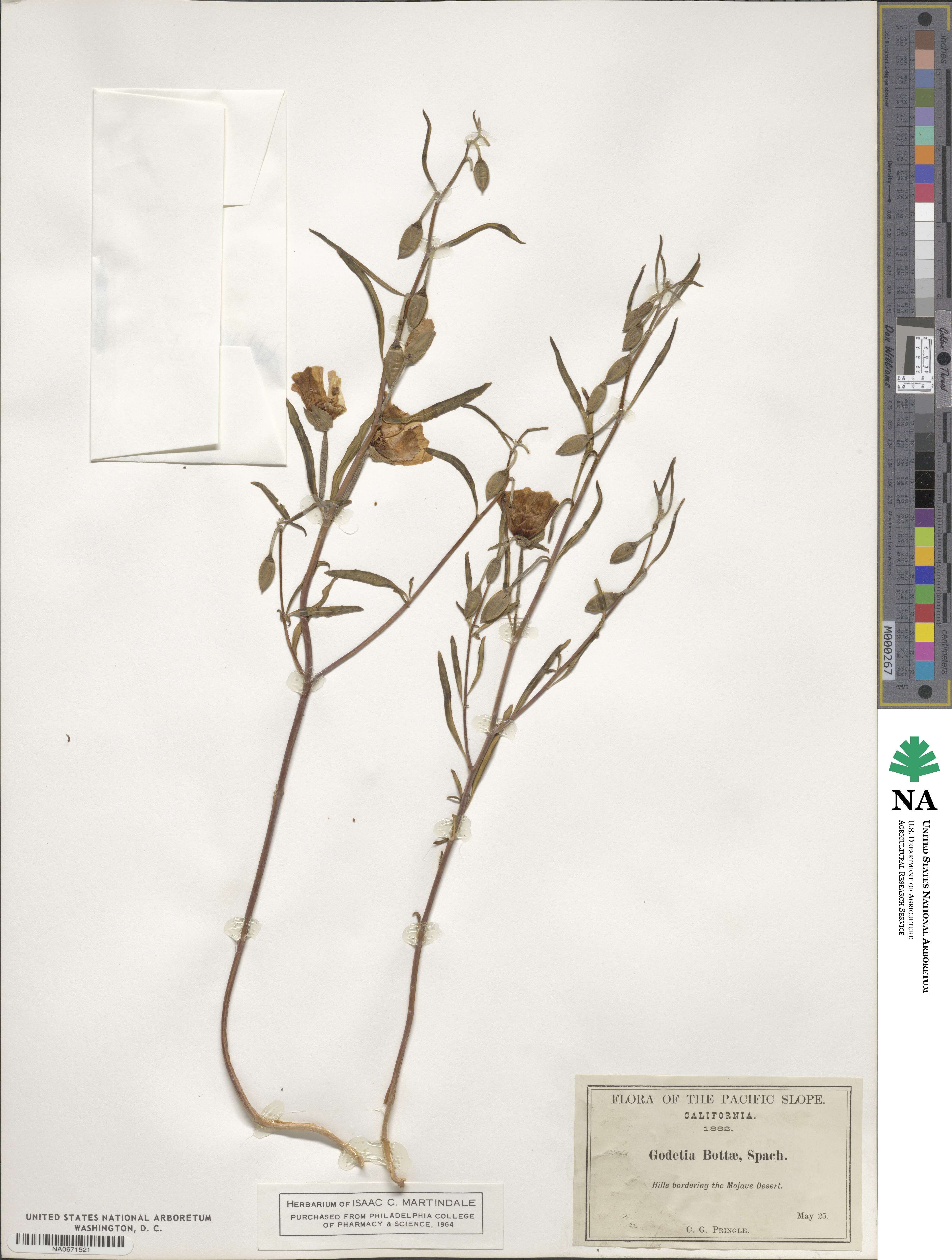 Clarkia bottae image