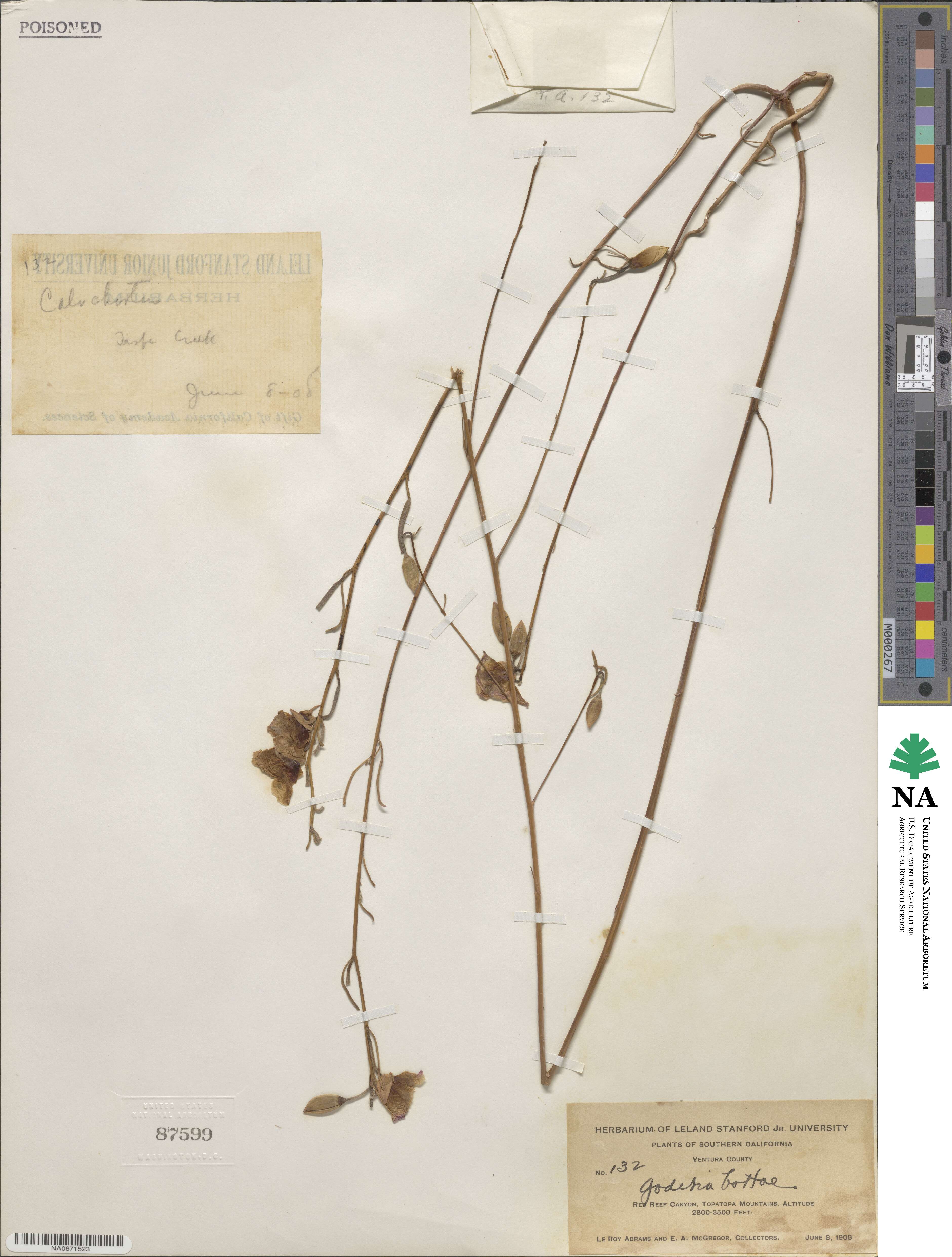 Clarkia bottae image