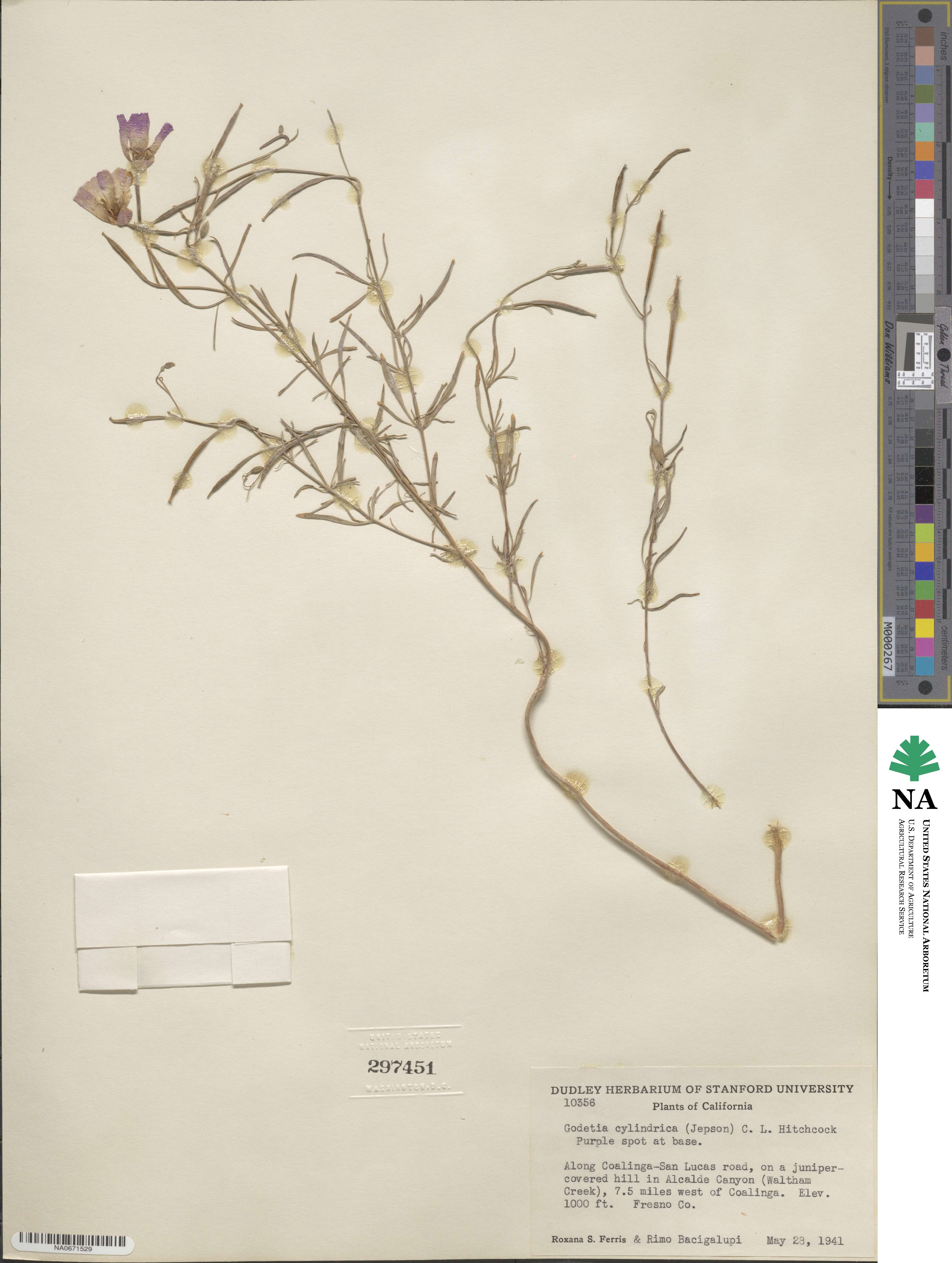 Clarkia cylindrica image