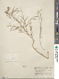 Clarkia cylindrica subsp. cylindrica image