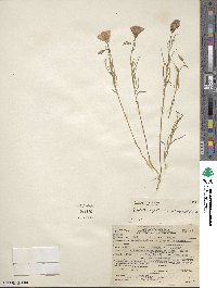 Clarkia cylindrica subsp. cylindrica image