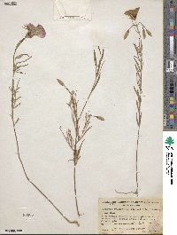 Clarkia cylindrica subsp. cylindrica image