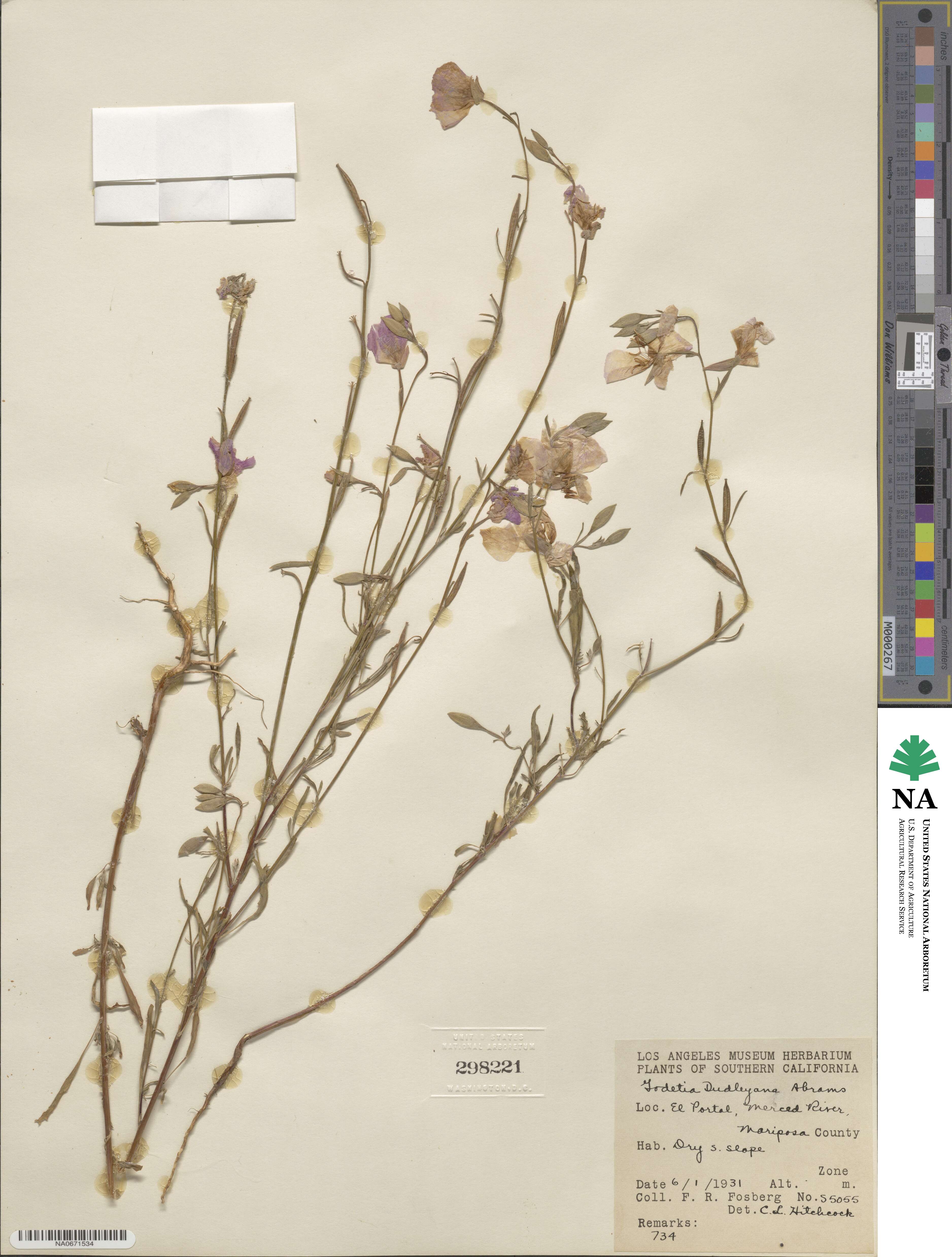 Clarkia dudleyana image