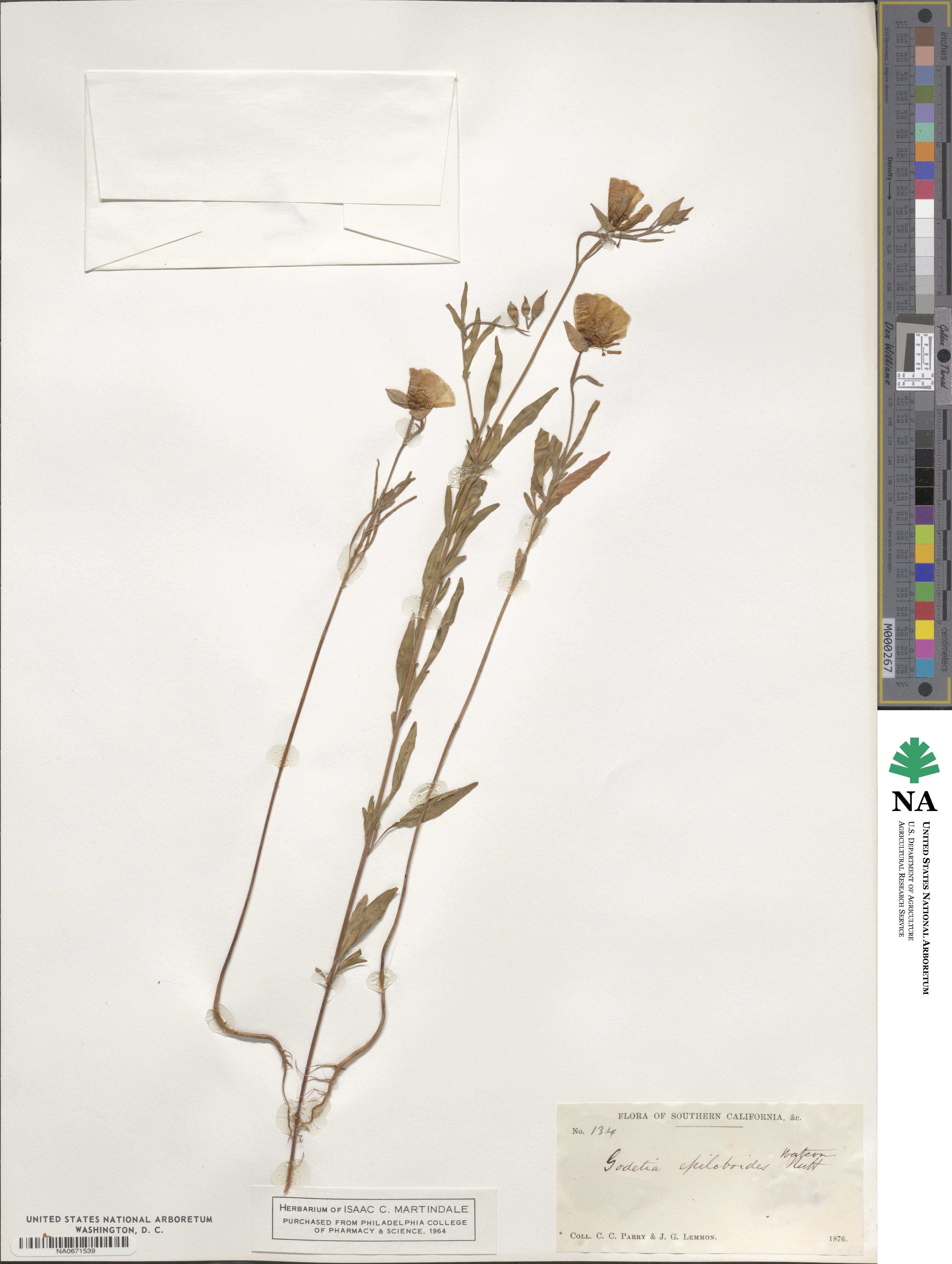 Clarkia epilobioides image