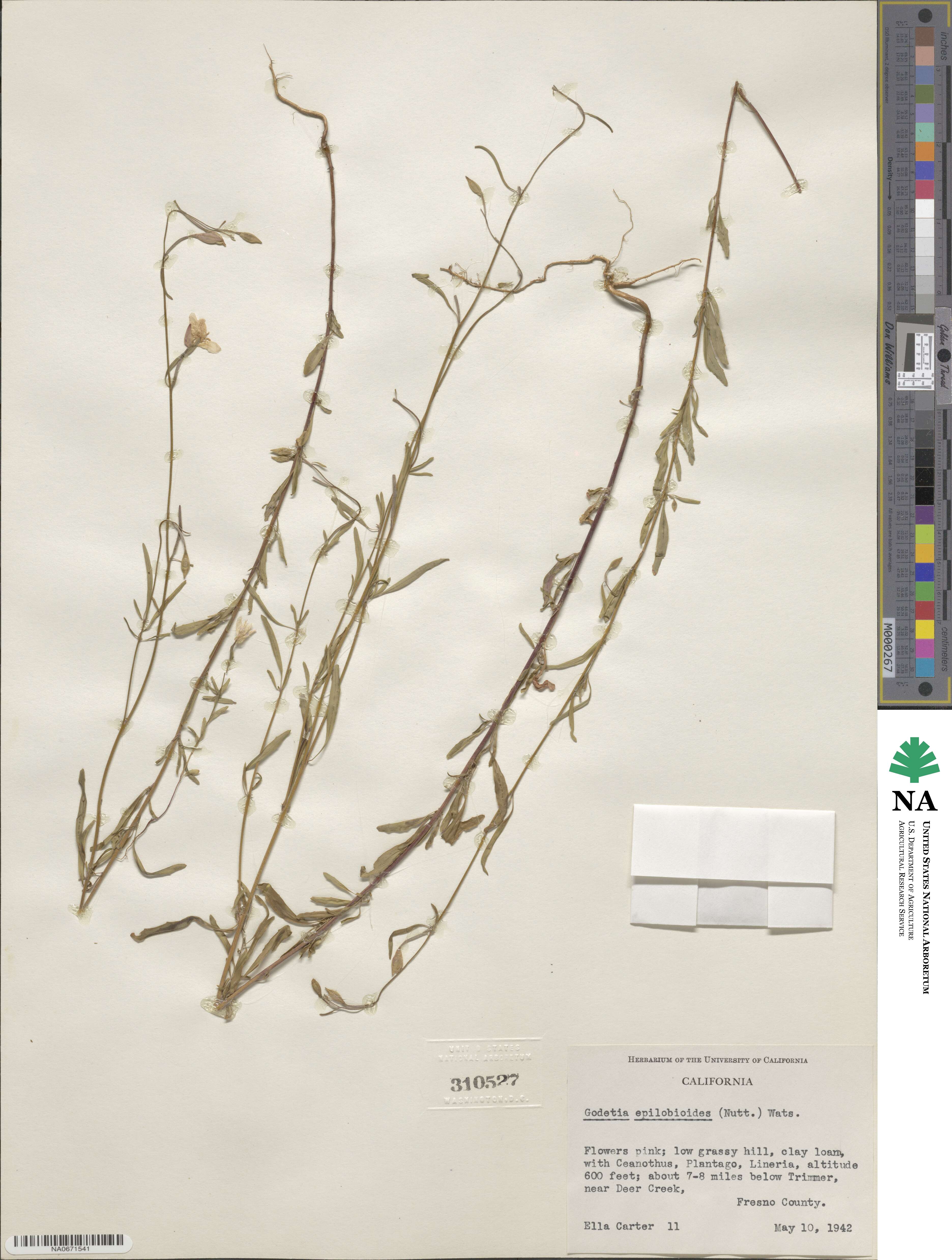 Clarkia epilobioides image