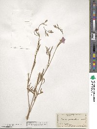 Clarkia purpurea subsp. quadrivulnera image