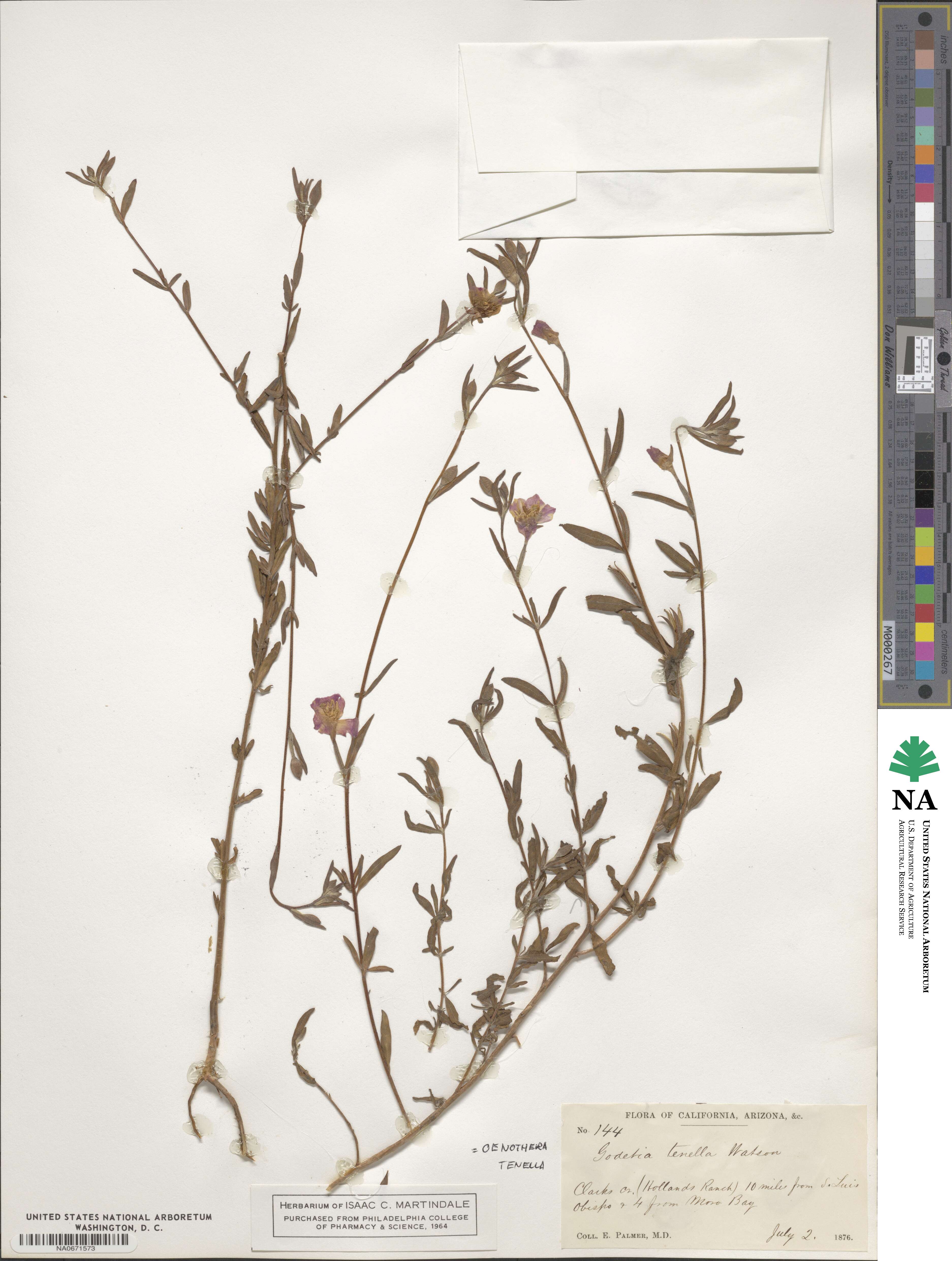 Clarkia tenella subsp. tenella image