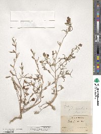 Clarkia tenella subsp. tenella image