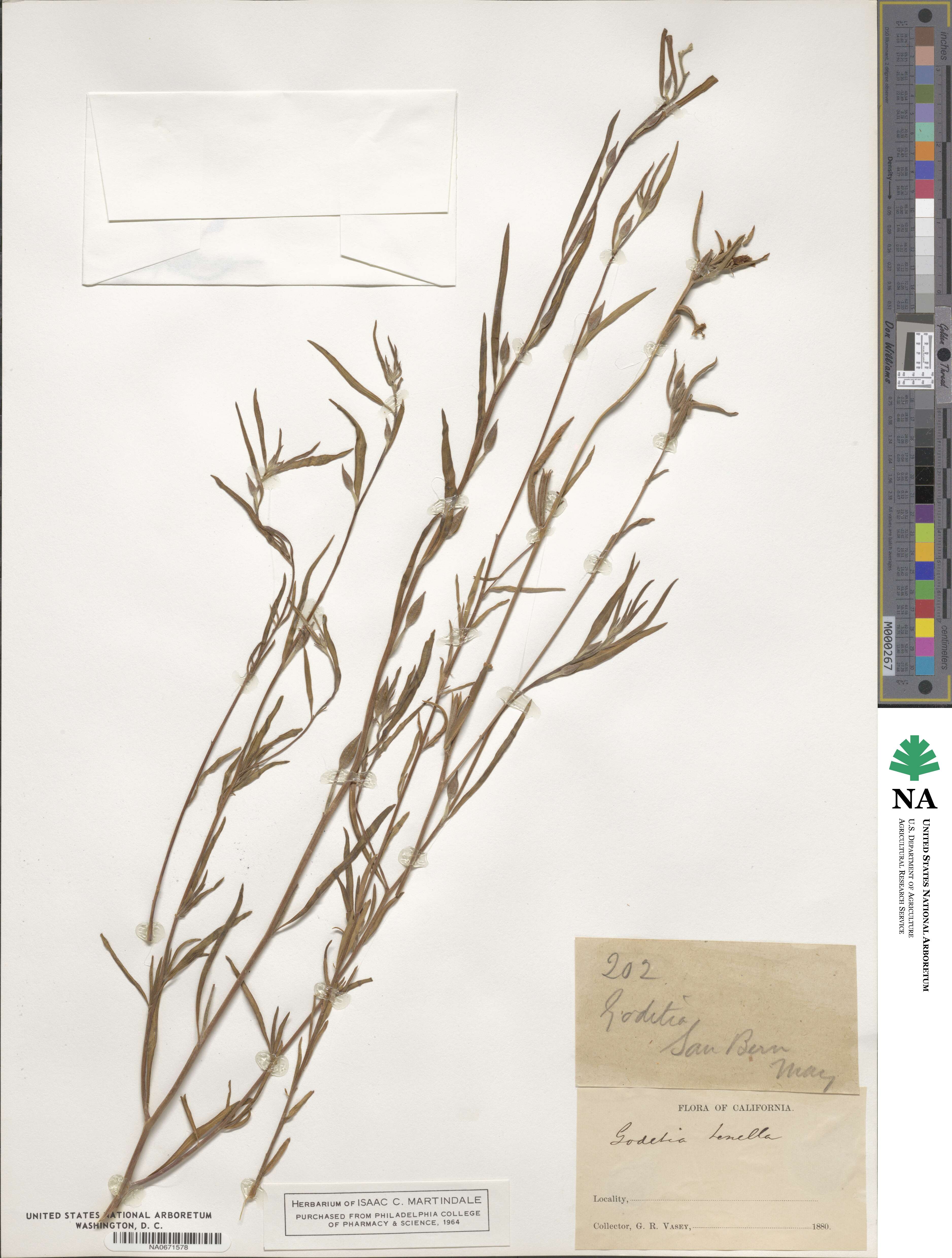 Clarkia tenella subsp. tenella image