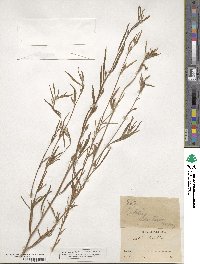 Clarkia tenella subsp. tenella image