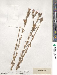 Clarkia purpurea subsp. viminea image