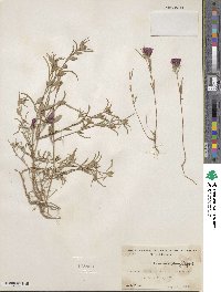 Clarkia purpurea subsp. viminea image